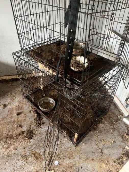 RSPCA prosecution of backyard breeder Laura Hall from Tyldesley, Borough of Wigan, Greater Manchester who kept dogs in grim conditions.