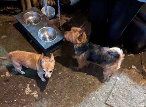 RSPCA prosecution of Sheffield animal hoarders and abusers Linda Robinson, Joanna-Beth Robinson and Dean Robinson.