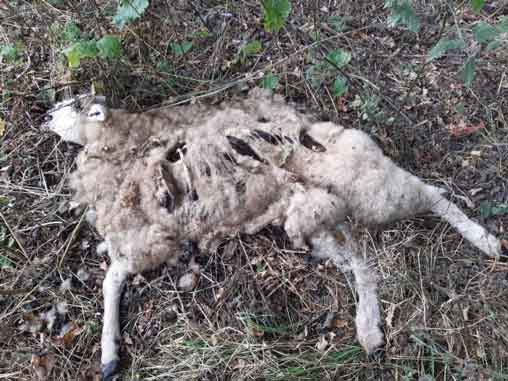 Prosecution of farmer Nathan Hollis from Bromsgrove, Worcestershire, who kept maggot-infested sheep in appalling conditions.