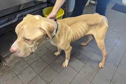 RSPCA prosecution of Prescilia Bameko, who starved a banned pitbull dog to emaciation.