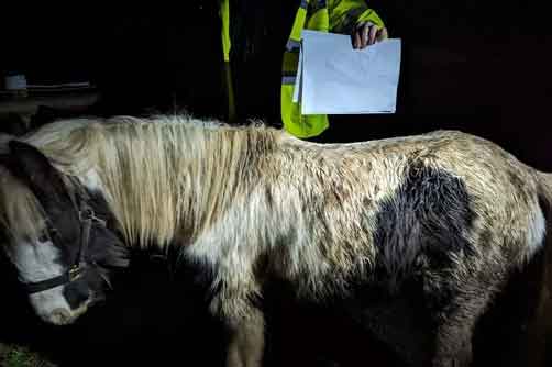 RSPCA prosecution of Shane Sims from Bristol, who abandoned two horses to starve to death.