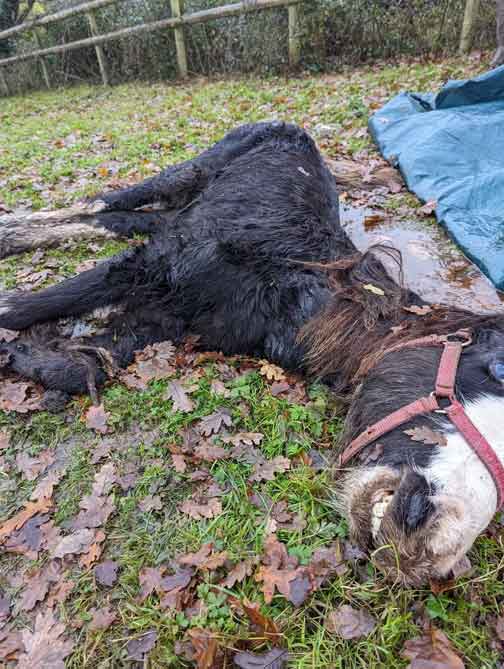 RSPCA prosecution of Shane Sims from Bristol, who abandoned two horses to starve to death.