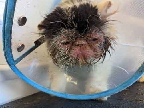 RSPCA prosecution of Shannon Marz from Bath in Somerset, who kept unwell cats and rabbits in shocking condition.