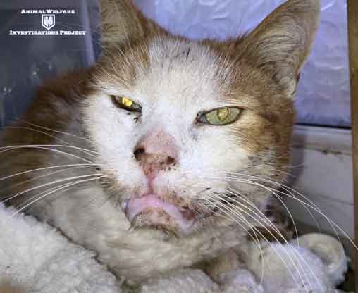 Prosecution of Swansea couple Amy Knuszka and Paul Wright, who failed to get veterinary help for their poorly cat. Photo credit: Animal Welfare Investigations Project.