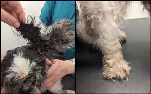 RSPCA prosecution of animal abuser Ashleigh Kelly from Chester le Street, County Durham who starved and neglected her two elderly shih-tzus. 