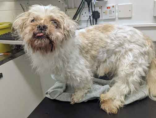 RSPCA prosecution of animal abuser Ashleigh Kelly from Chester le Street, County Durham who starved and neglected her two elderly shih-tzus. 