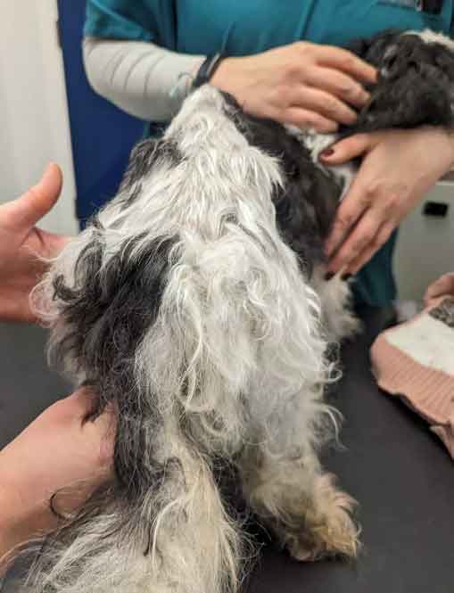 RSPCA prosecution of animal abuser Ashleigh Kelly from Chester le Street, County Durham who starved and neglected her two elderly shih-tzus. 