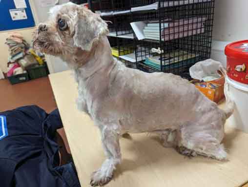 RSPCA prosecution of animal abuser Ashleigh Kelly from Chester le Street, County Durham who starved and neglected her two elderly shih-tzus. 