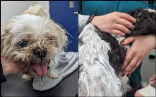 RSPCA prosecution of animal abuser Ashleigh Kelly from Chester le Street, County Durham who starved and neglected her two elderly shih-tzus. 