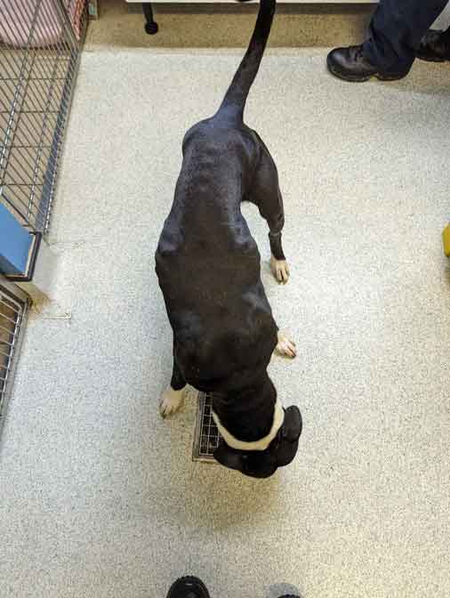 RSPCA prosecution of animal hoarder Daniel Mark Janes from Ynysforgan, Swansea, Wales.