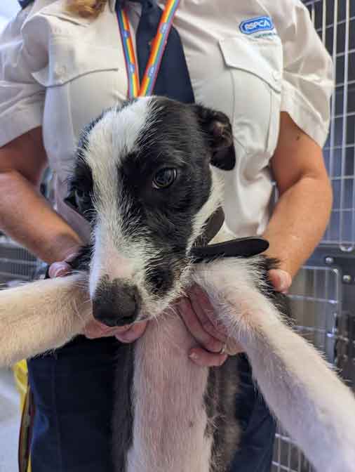 RSPCA prosecution of animal hoarder Daniel Mark Janes from Ynysforgan, Swansea, Wales.