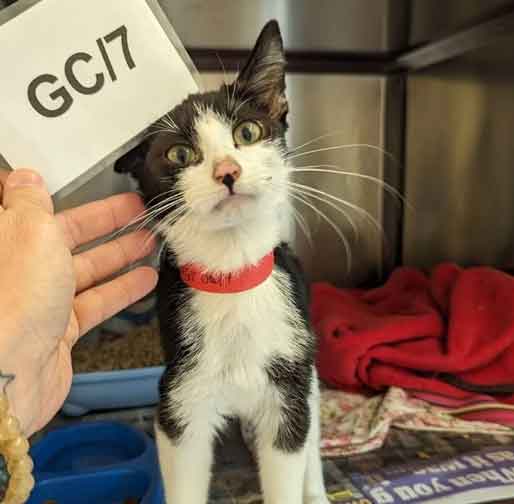 RSPCA prosecution of animal hoarder Daniel Mark Janes from Ynysforgan, Swansea, Wales.