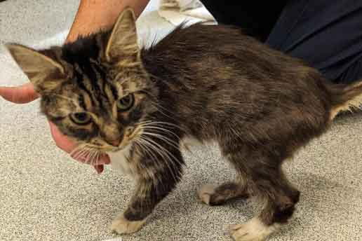 RSPCA prosecution of animal hoarder Daniel Mark Janes from Ynysforgan, Swansea, Wales.