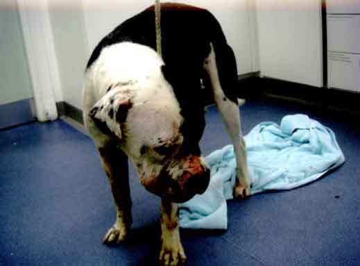 RSPCA prosecution of serial animal abuser Elisa Bates, previously of Northampton and now living in Scunthorpe, Lincs