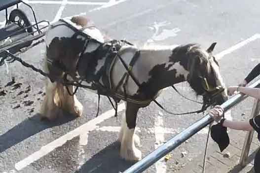 RSPCA prosecution of traveller Jim Price from Splott. Cardiff, who left an abused pony unattended for hours while he went to the pub.