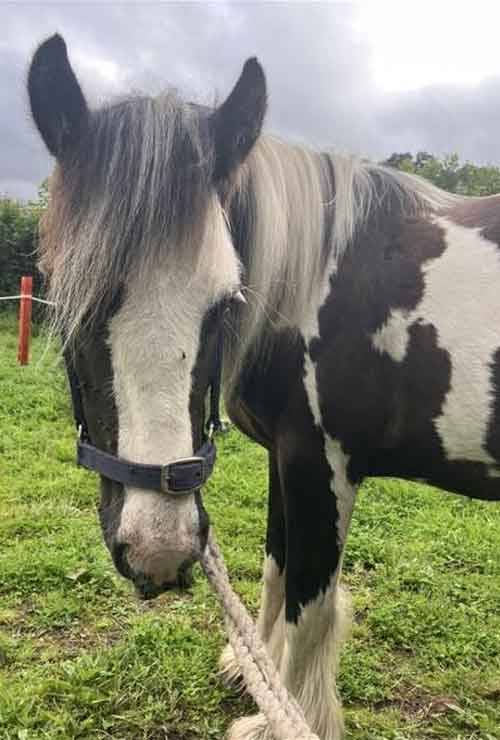 Jim Price's abused Coco pictured after receiving some care and attention from a local animal lover.