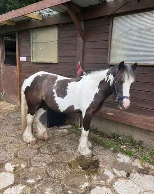 Coco pictured after receiving some care and attention from a local animal lover.