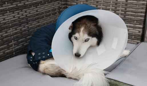 Prosecution of backyard breeder and violent criminal John Pickering from Normanby, Middlesbrough, whose off-lead XL bullies attacked a husky.