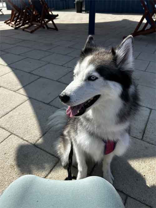 Prosecution of backyard breeder and violent criminal John Pickering from Normanby, Middlesbrough, whose off-lead XL bullies attacked a husky.