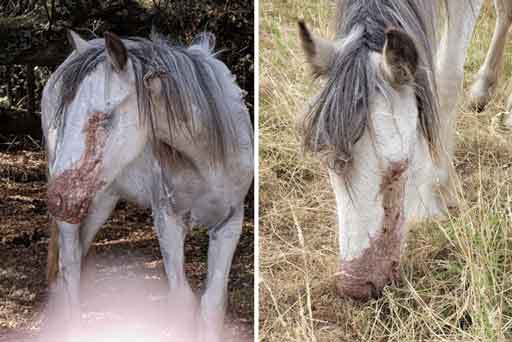 RSPCA prosecution of traveller John Ware from Portsmouth, who left eight suffering horses unattended and exposed to poisonous weeds