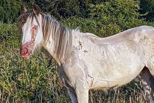 RSPCA prosecution of traveller John Ware from Portsmouth, who left eight suffering horses unattended and exposed to poisonous weeds