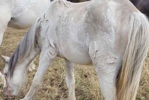 RSPCA prosecution of traveller John Ware from Portsmouth, who left eight suffering horses unattended and exposed to poisonous weeds