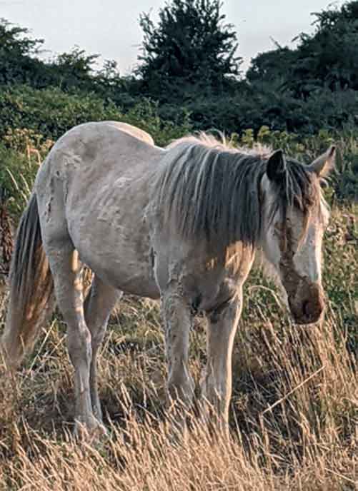 RSPCA prosecution of traveller John Ware from Portsmouth, who left eight suffering horses unattended and exposed to poisonous weeds