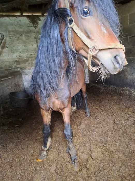 Karen Laurie-Parry / Karen Parry from Aberdare starved and neglected two of her 15 ponies for around 9 months.