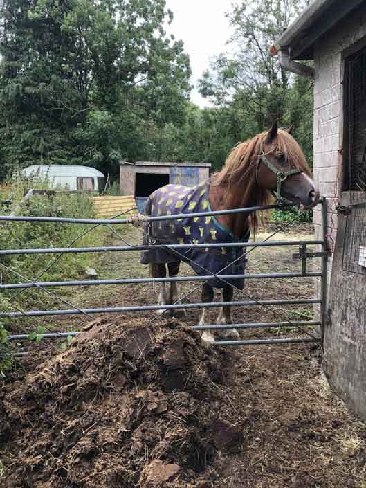 Karen Laurie-Parry / Karen Parry from Aberdare starved and neglected two of her 15 ponies for around 9 months.