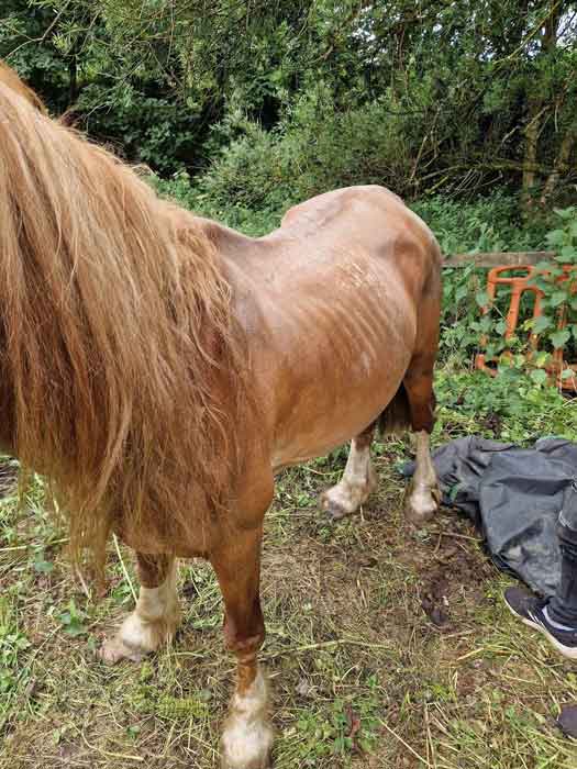 Karen Laurie-Parry / Karen Parry from Aberdare starved and neglected two of her 15 ponies for around 9 months.