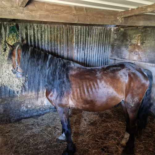 Karen Laurie-Parry / Karen Parry from Aberdare starved and neglected two of her 15 ponies for around 9 months.