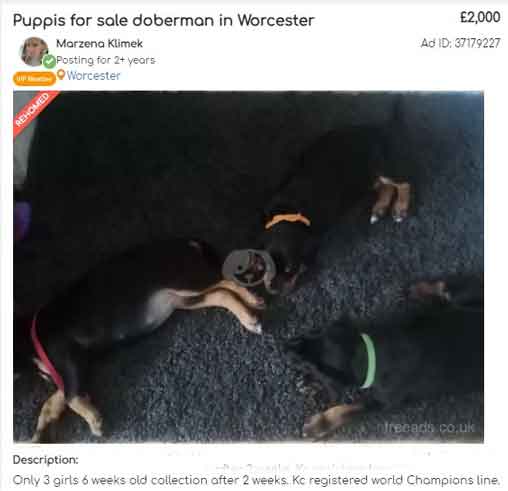 Prosecution of Marzena Klimek and Zbiegniew Puziak from Worcester, UK, for the physical abuse of a Doberman dog.