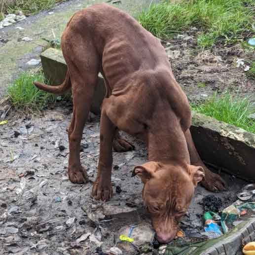 RSPCA prosecution of Derby couple Sophie Baker, aka Sophie Elton, and Tommy Johnson, who abandoned two dogs in a garage.