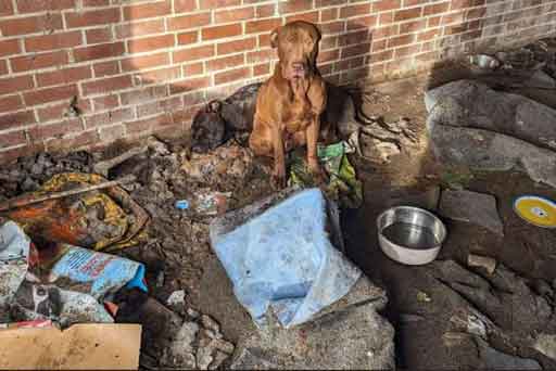 RSPCA prosecution of Derby couple Sophie Baker, aka Sophie Elton, and Tommy Johnson, who abandoned two dogs in a garage.