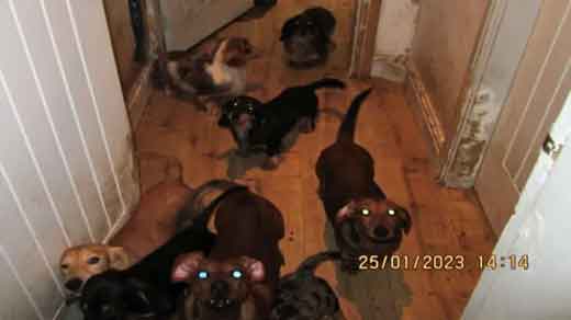 Prosecution of Stacey Emma from Scunthorpe, Lincs - an illegal backyard breeder of dachshunds, German shepherds and labrador retrievers.