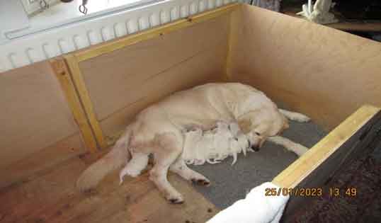 Prosecution of Stacey Emma from Scunthorpe, Lincs - an illegal backyard breeder of dachshunds, German shepherds and labrador retrievers.