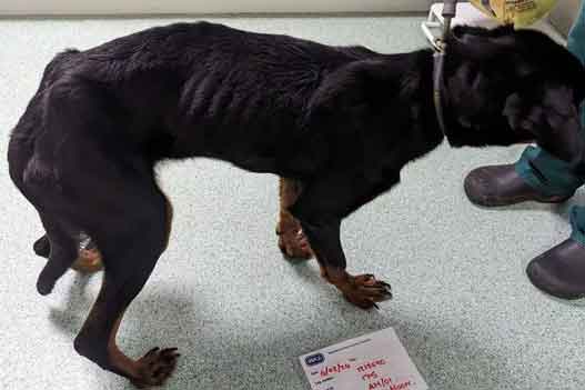 RSPCA prosecution of Wednesbury couple Jodie Pitts and Daniel Keenan who starved two Rottweilers, one of them to death.