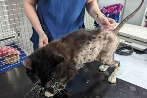 RSPCA prosecution of Sunderland pet hoarders Les Surtees and Lisa Odgers who kept dogs and cats in filthy and hazardous conditions.