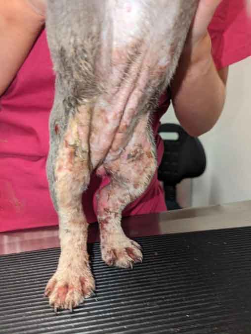 RSPCA prosecution of Carshalton woman Natasha Benjafield who failed to get prompt vet treatment for a dog with scalding injuries