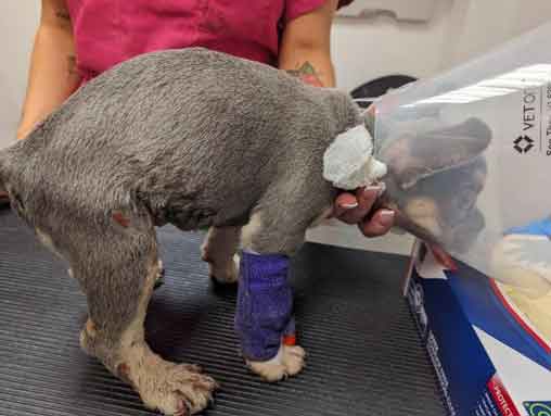 RSPCA prosecution of Carshalton woman Natasha Benjafield who failed to get prompt vet treatment for a dog with scalding injuries