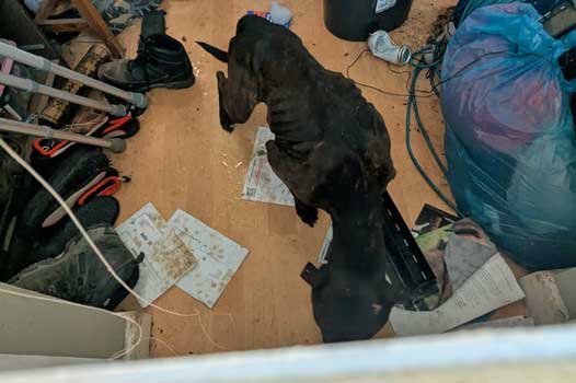 A severely underweight dark‑coloured bull‑breed dog stands in a messy, cluttered room with rubbish, bags and belongings scattered across the floor. The dog’s ribs and spine are clearly visible, indicating extreme malnutrition.